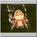 Araneus diadematus - Gartenkreuzspinne 01.jpg